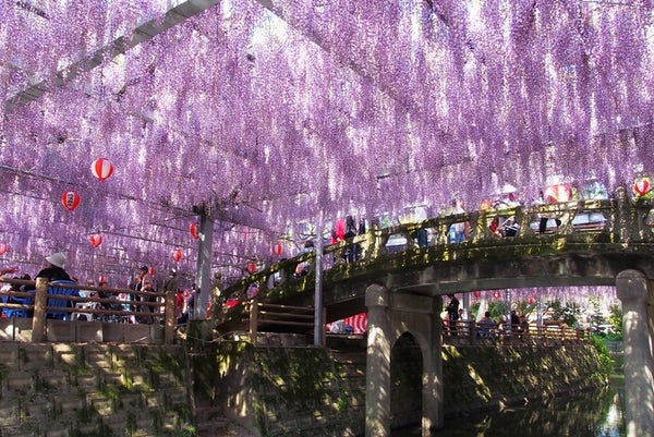 【下関・新下関発】樹齢300年&県天然記念物・中山大藤と柳川川下りと鰻ミニせいろ御膳の昼食 日帰り1